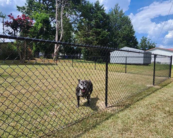 Chain link fence with dog looking through.